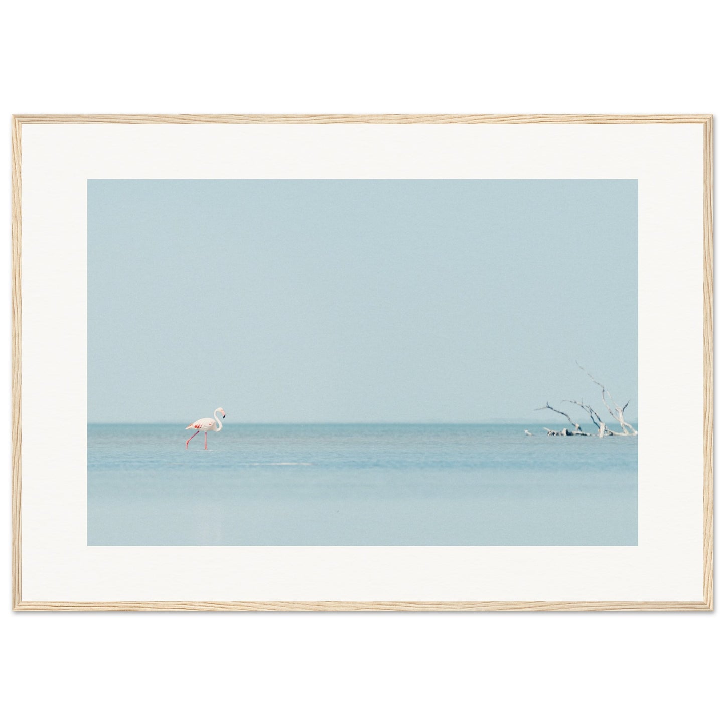 Flamingo La Capeliere