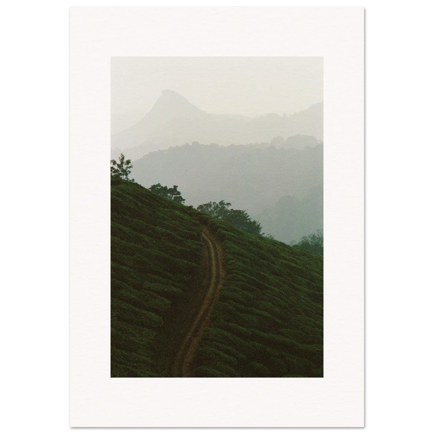 Tea Plantation